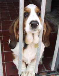 Kennel Boarding Kennel Dog Business Plot